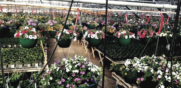 Growhouse Plants in Walsenburg and Huerfano County