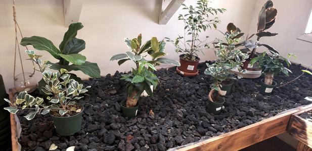 Indoor Plants in Walsenburg and Huerfano County