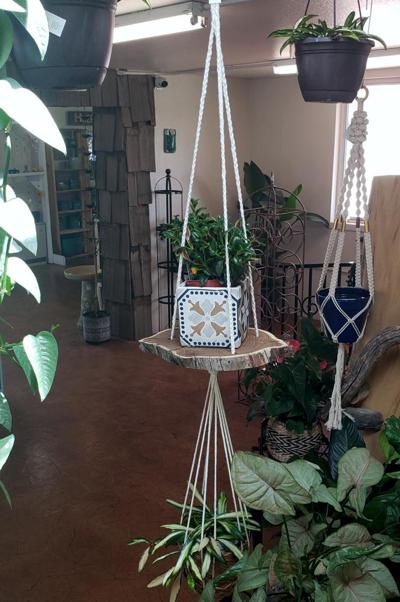 Indoor Plants in Walsenburg and Huerfano County