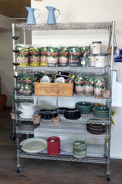 Indoor Plants in Walsenburg and Huerfano County
