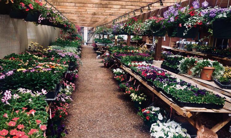 Outdoor Plants in Walsenburg and Huerfano County