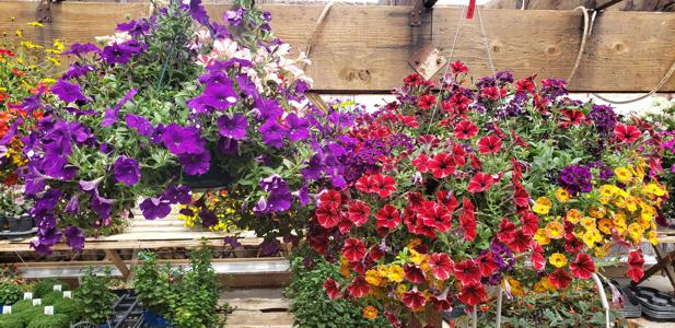 Outdoor Plants in Walsenburg and Huerfano County