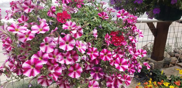 Outdoor Plants in Walsenburg and Huerfano County