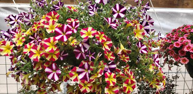 Outdoor Plants in Walsenburg and Huerfano County
