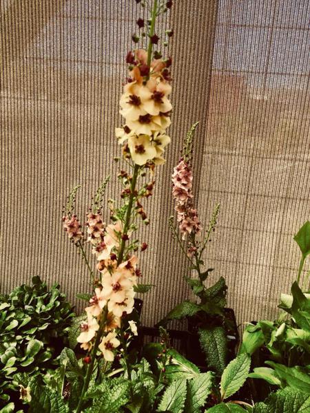 Outdoor Plants in Walsenburg and Huerfano County