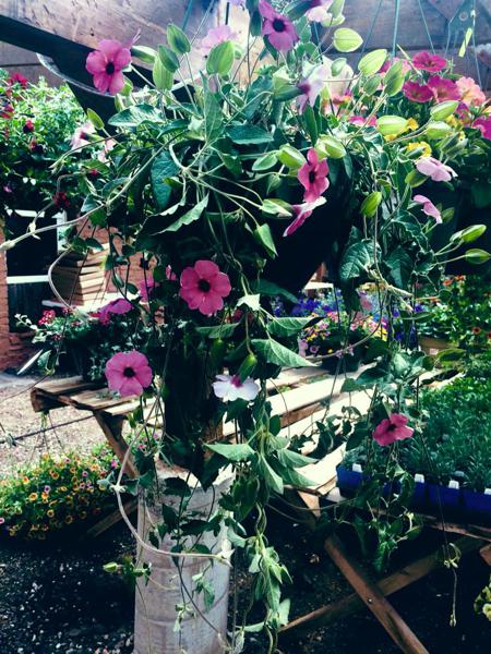 Outdoor Plants in Walsenburg and Huerfano County
