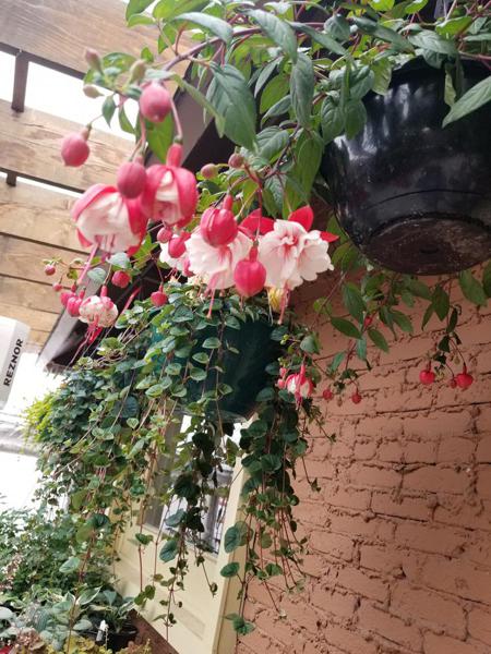 Outdoor Plants in Walsenburg and Huerfano County