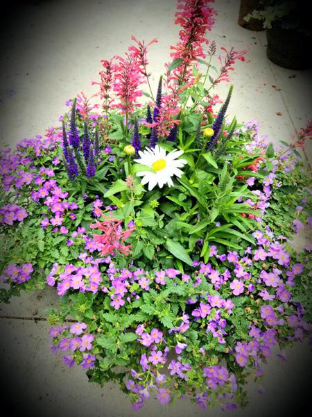 Outdoor Plants in Walsenburg and Huerfano County