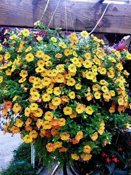 Outdoor Plants in Walsenburg and Huerfano County