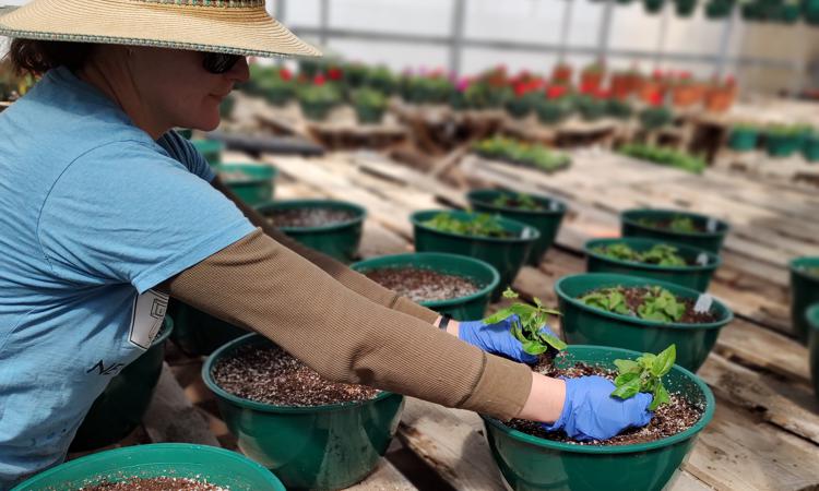Planting Process in Walsenburg and Huerfano County