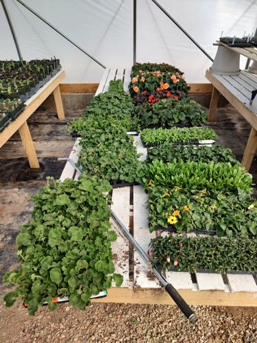 Planting Process by Huerfano Nursery & Garden