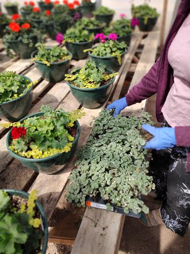 Planting Process by Huerfano Nursery & Garden