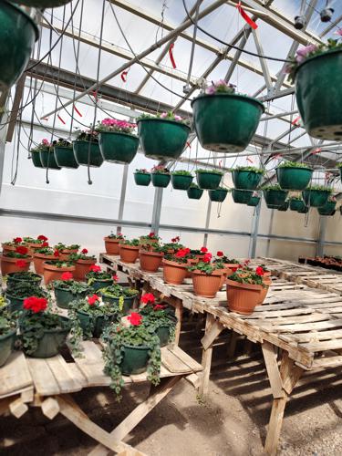 Planting Process by Huerfano Nursery & Garden