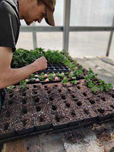 Planting Process by Huerfano Nursery & Garden