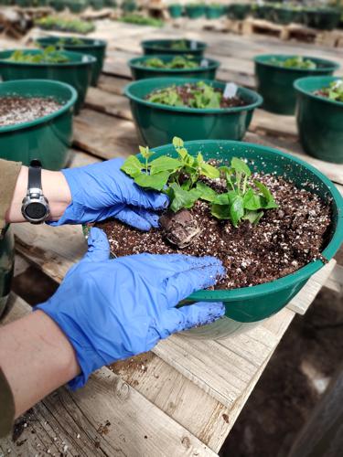 Planting Process by Huerfano Nursery & Garden