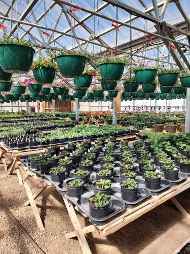 Planting Process by Huerfano Nursery & Garden