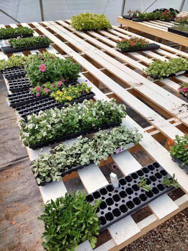 Planting Process by Huerfano Nursery & Garden